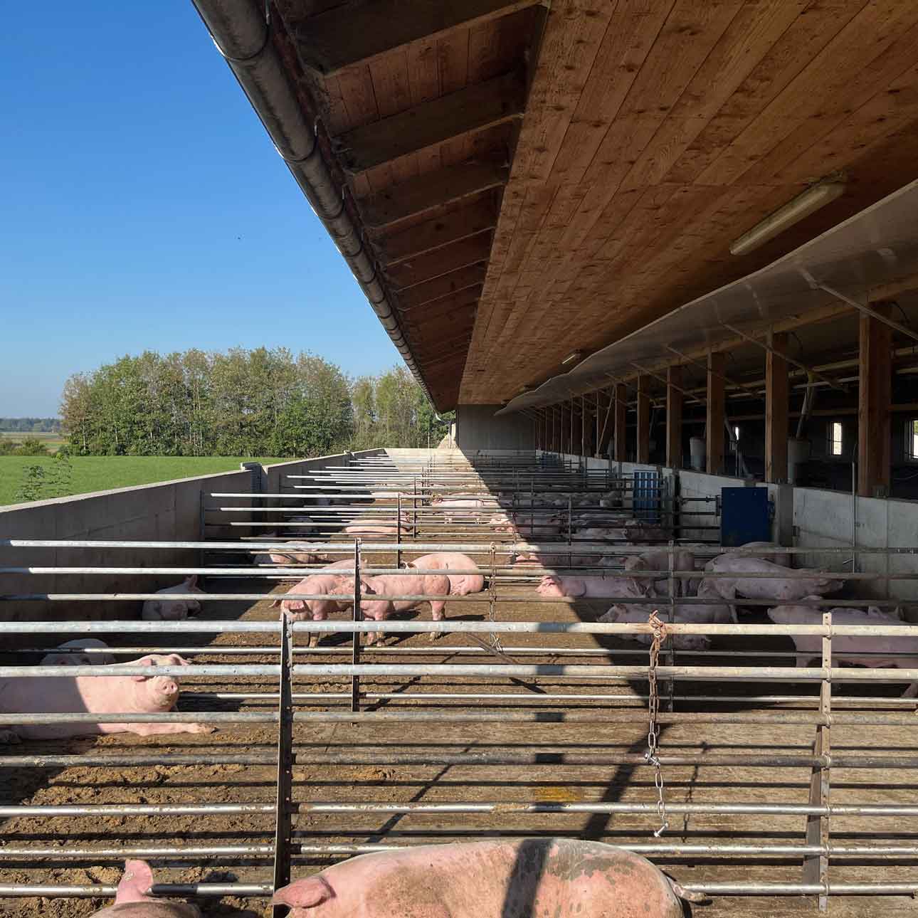 Kainzenhof Aying unsere Schweine Stallung